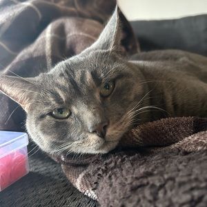 Meet your Posher, Sadie